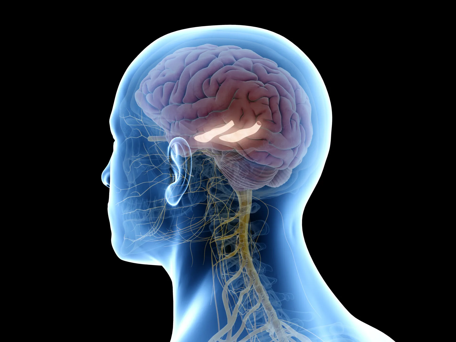 Diagrama cerebral mostrando o córtex pré-frontal inibindo a atividade da amígdala.