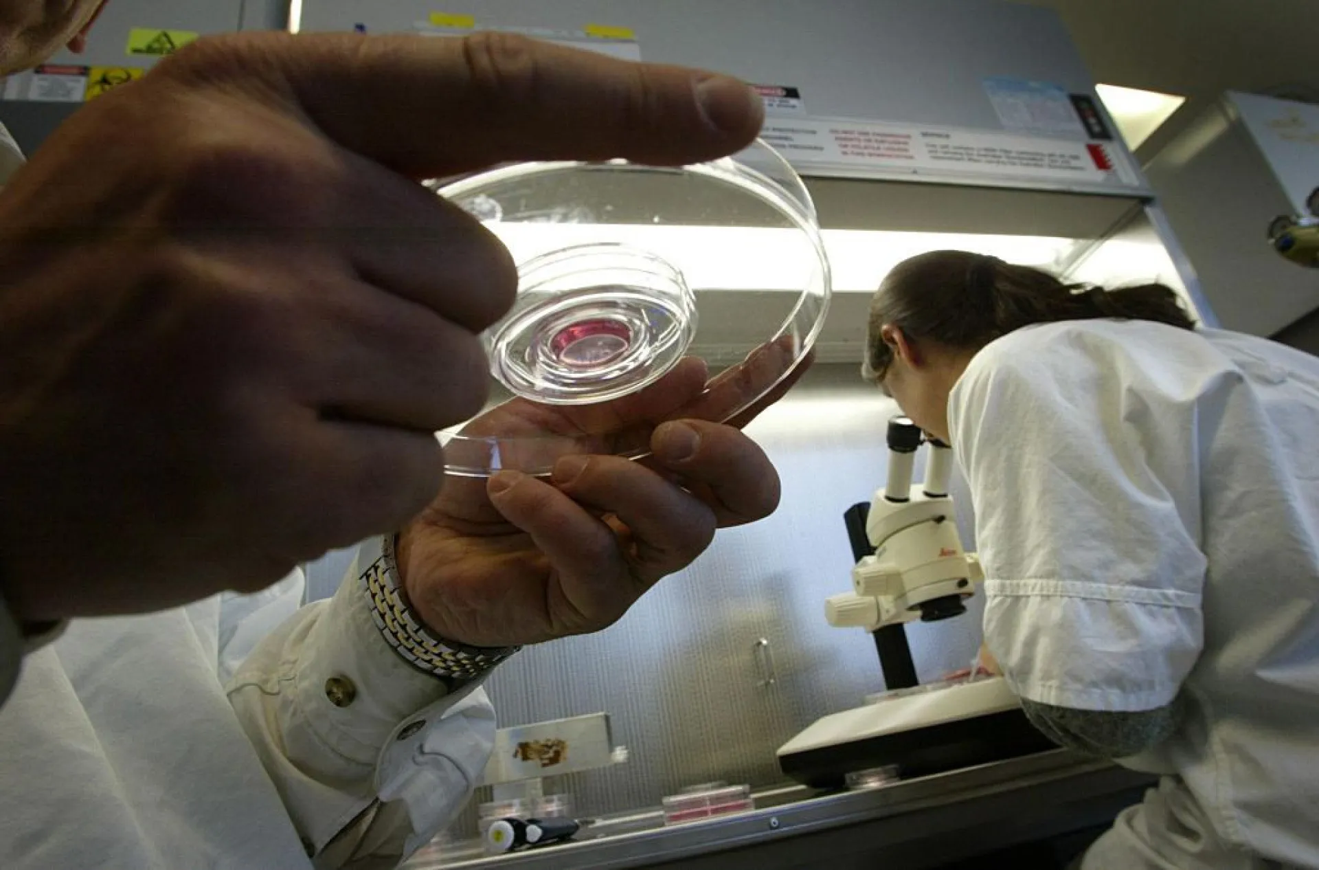 Um cientista examinando um Anthrobot dentro de um recipiente de vidro seguro em um laboratório.