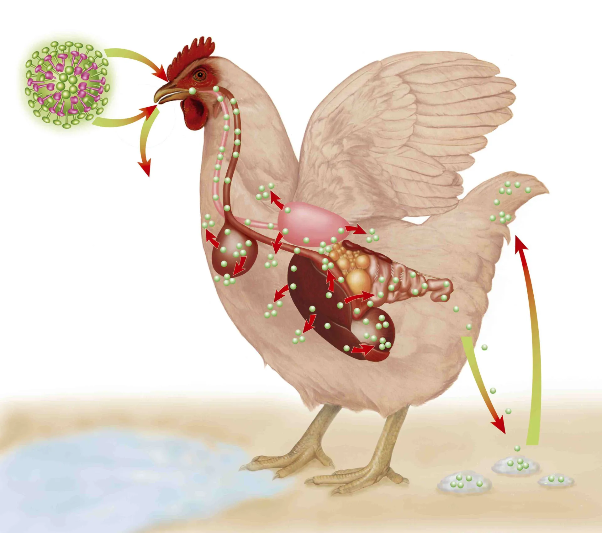 Representação artística de um frango sendo contaminado pelo vírus A/H5N1.