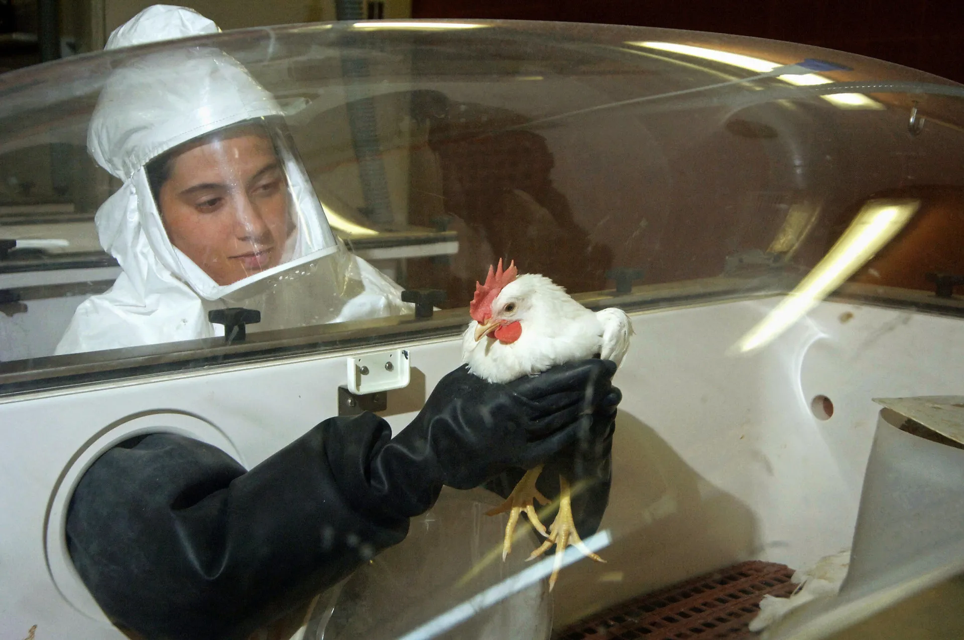 Médica italiana inspecionando um frango em uma ala de isolamento após a descoberta do vírus em um gato.