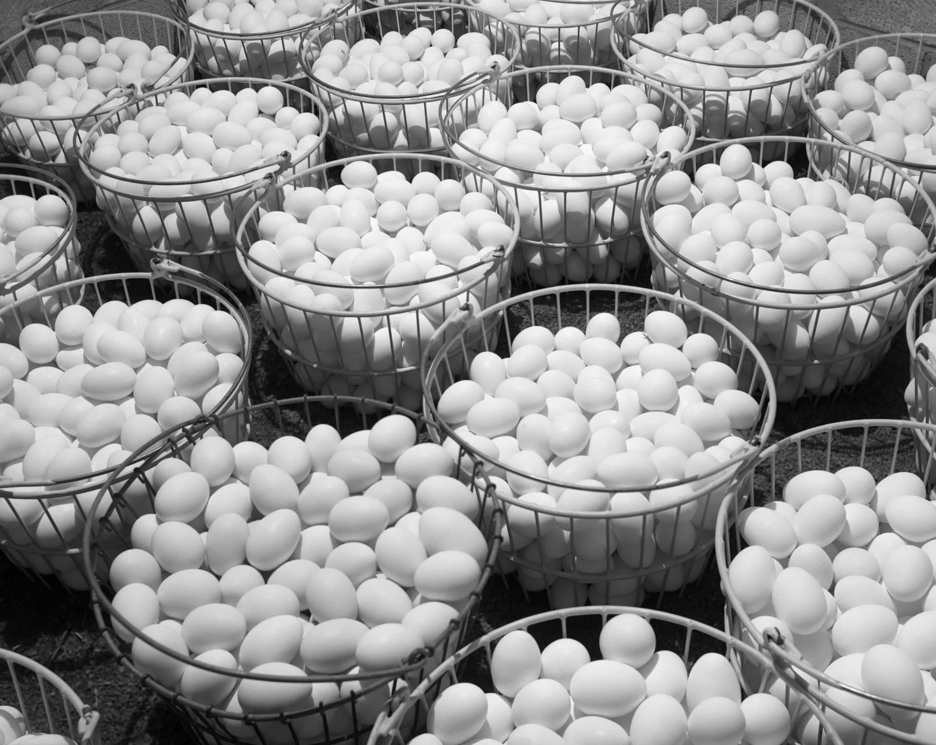 Ganso chinês, ave onde o vírus A/H5N1 foi identificado pela primeira vez em 1959.