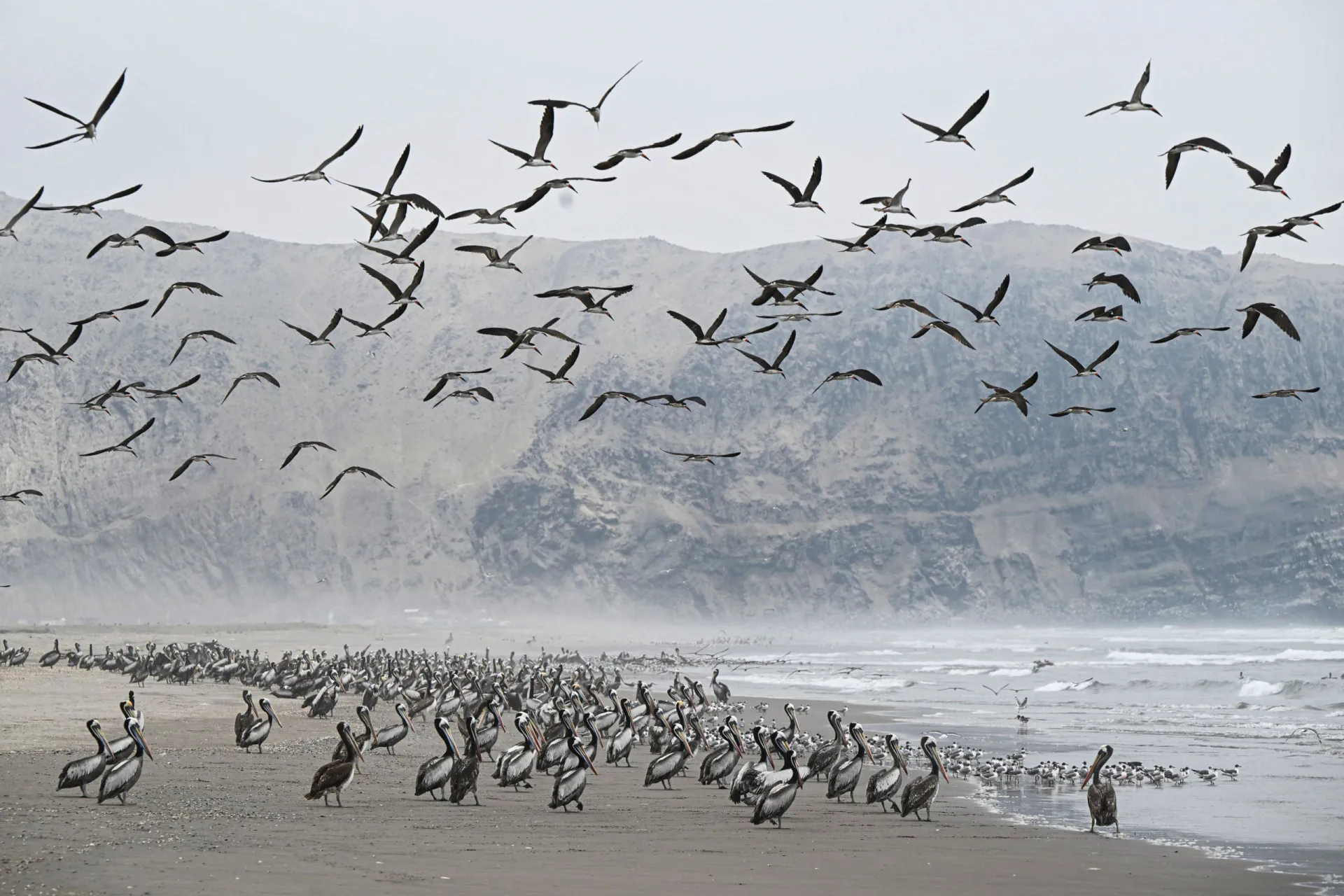 Pelicanos e outras aves marinhas mortas em uma praia em Lima, Peru, vítimas da gripe aviária.