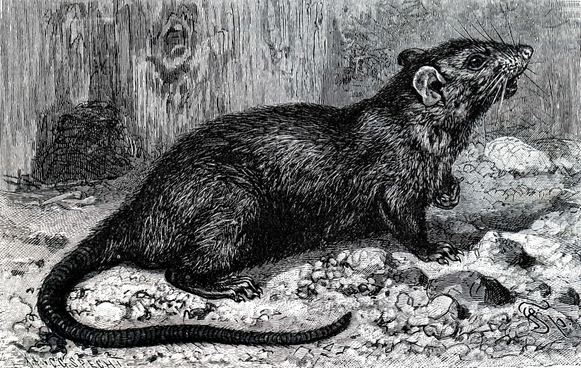 Um rato-preto em um ambiente escuro, simbolizando seu papel na disseminação da doença.