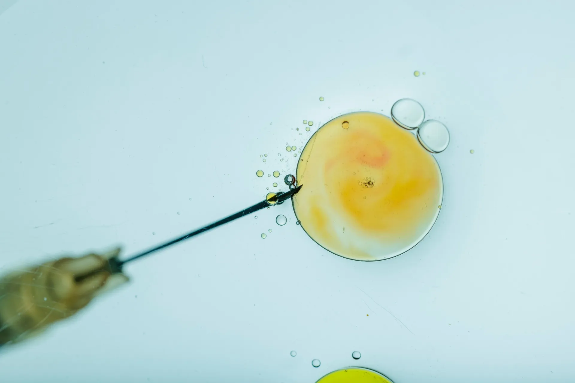 Embriões em uma placa de Petri, representando o processo de fertilização in vitro.