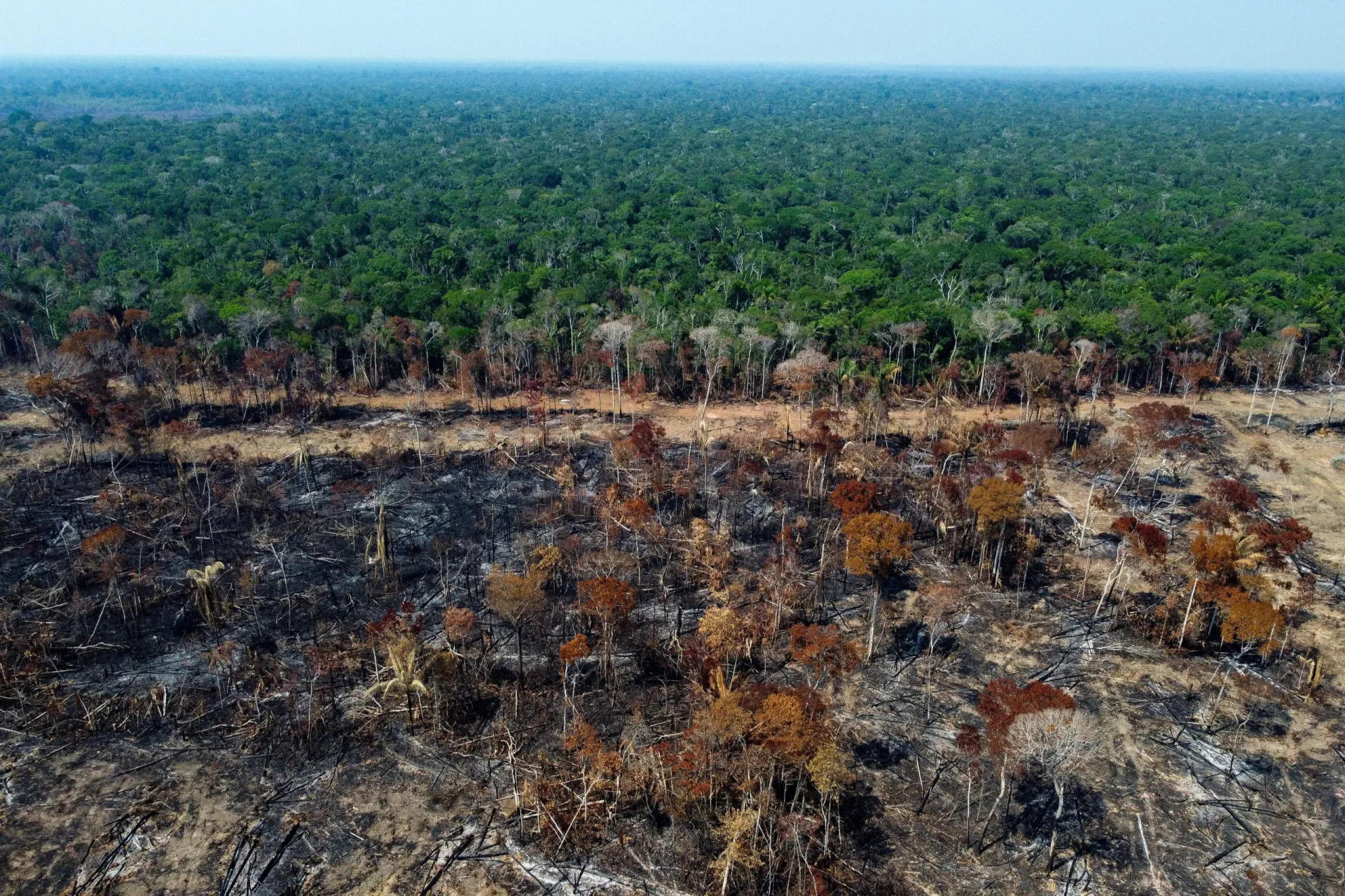 Imagem de satélite mostrando a grande área de desmatamento na Amazônia, com a floresta sendo substituída por terra nua.