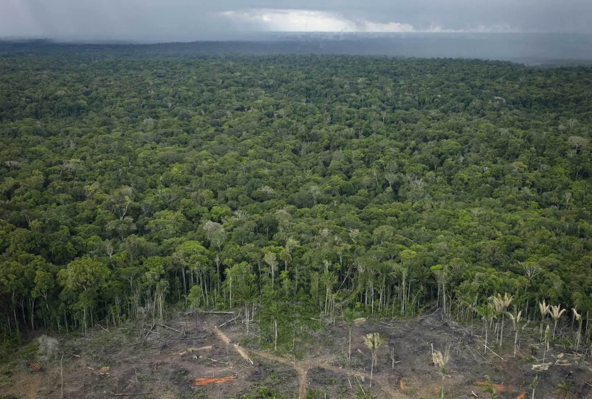 Vista aérea da vasta Floresta Amazônica.