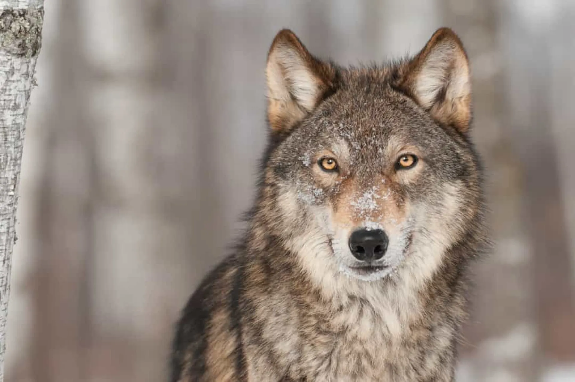 Um lobo cinzento olhando atentamente para a câmera em um ambiente selvagem.