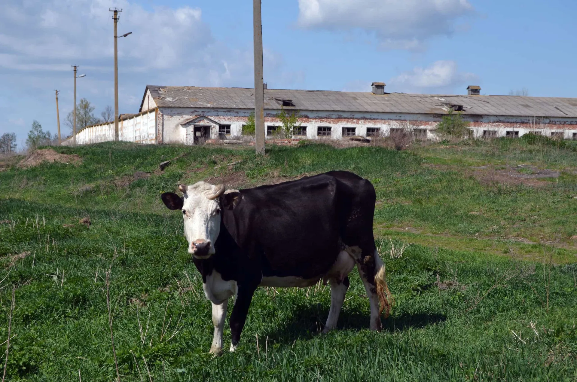 Rebanho de gado pastando em um campo, com a usina de Chernobyl ao fundo.