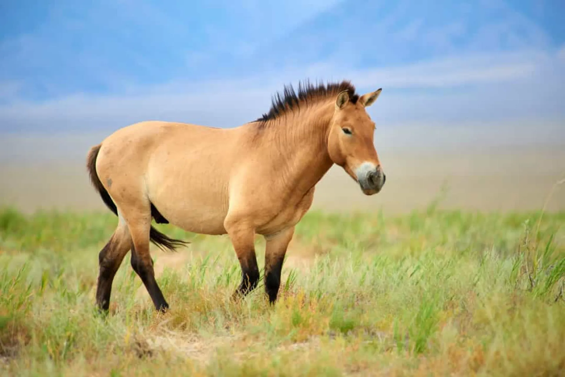 Um raro cavalo-de-Przewalski pastando nas planícies abandonadas de Chernobyl.