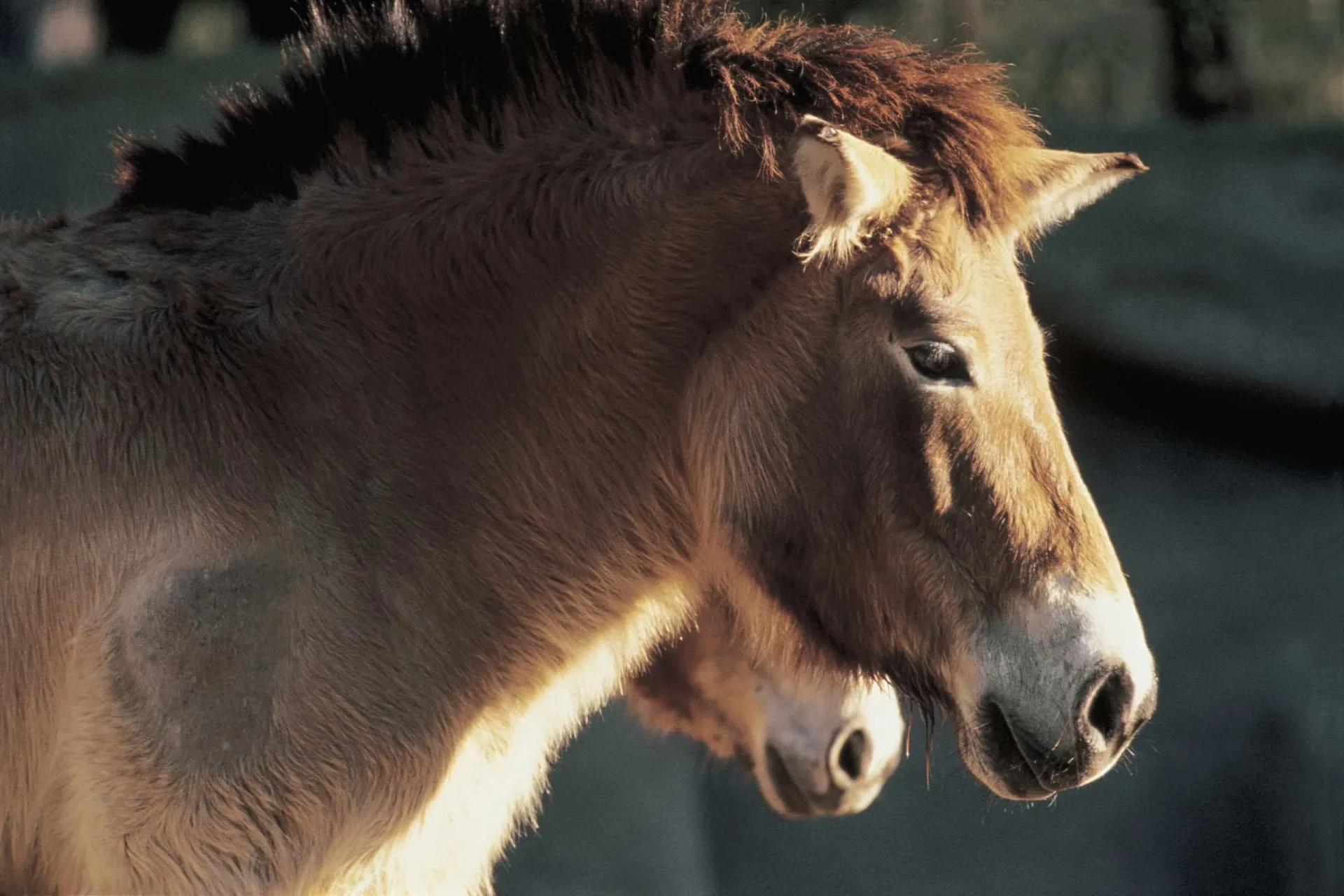 Manada de cavalos-de-Przewalski correndo livremente pela Zona de Exclusão.