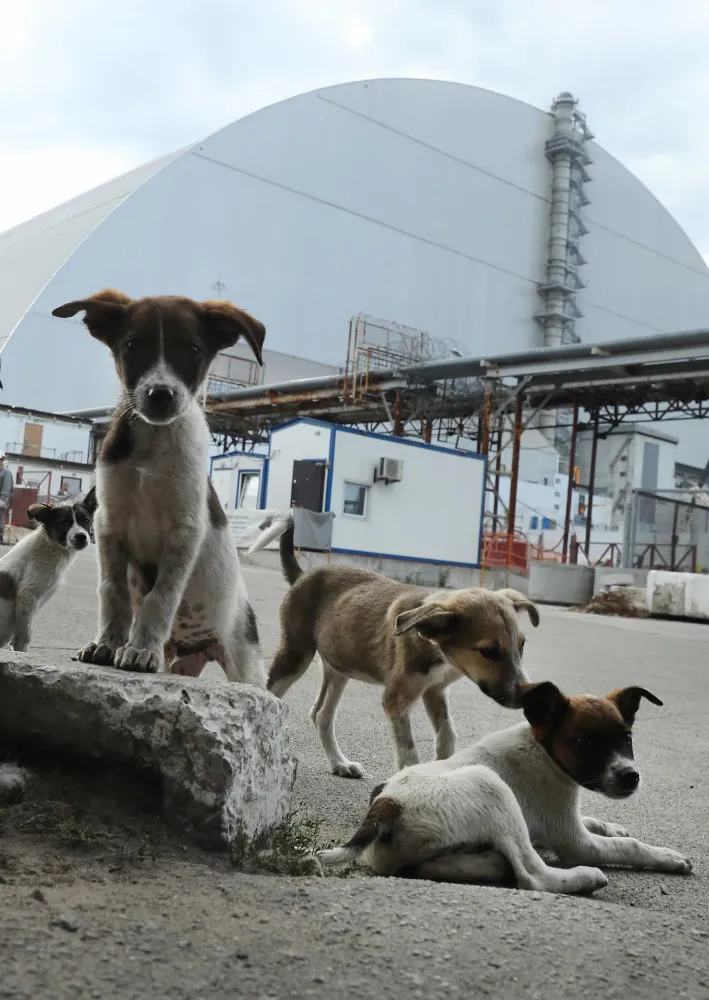 Um grupo de cachorros descansa perto de um prédio abandonado em Chernobyl.