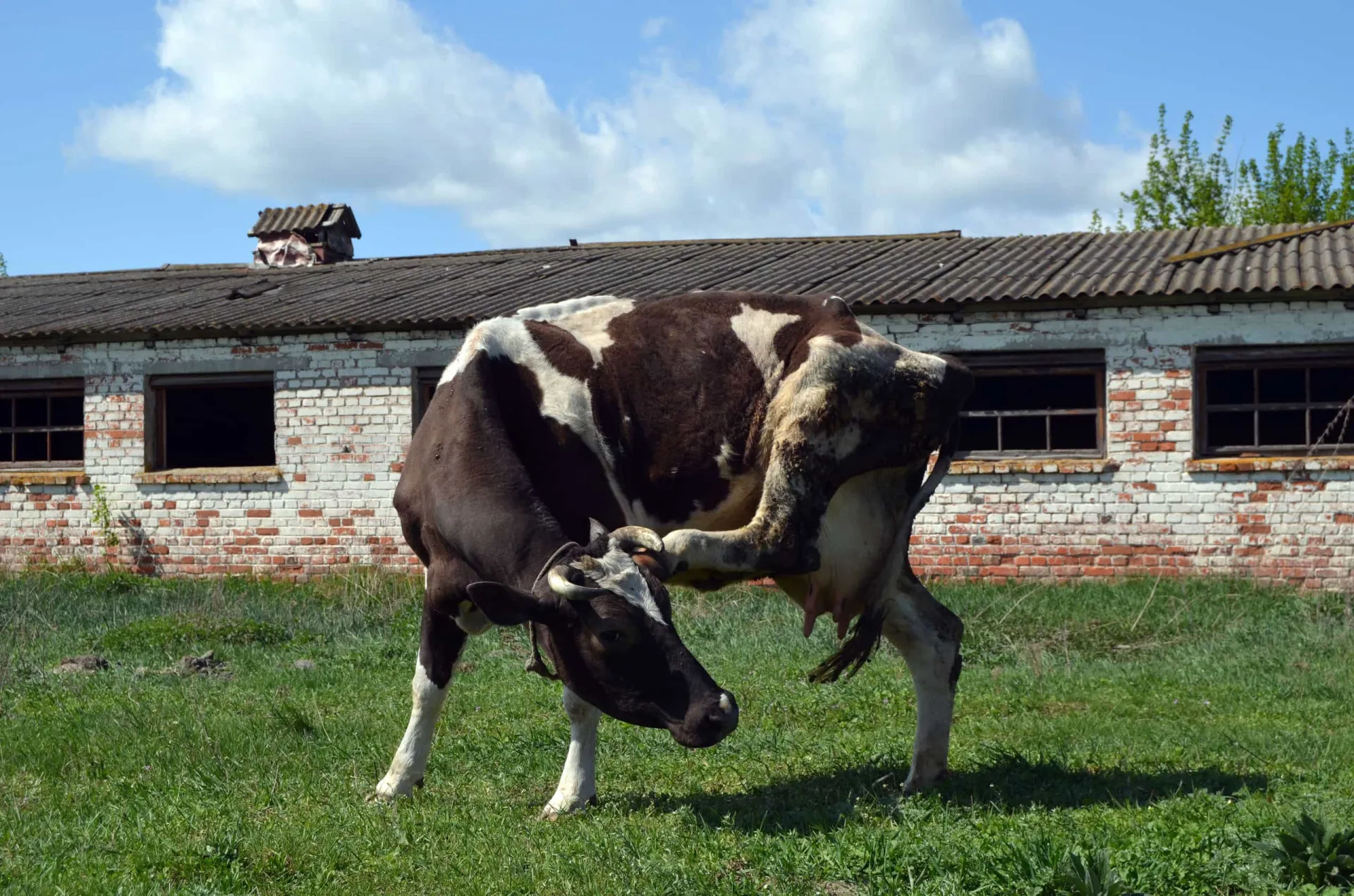 Gado pastando em uma paisagem rural, simbolizando a contaminação da cadeia alimentar.