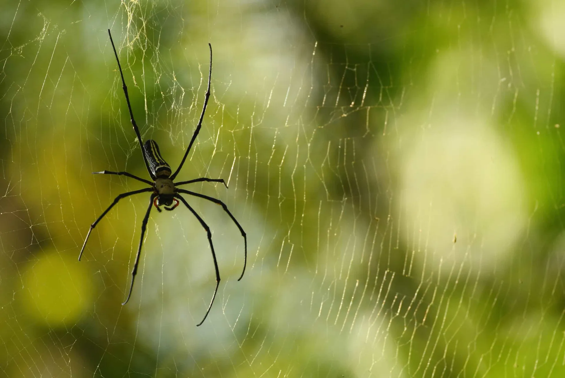 Uma teia de aranha coberta de orvalho, representando a frágil vida dos invertebrados.