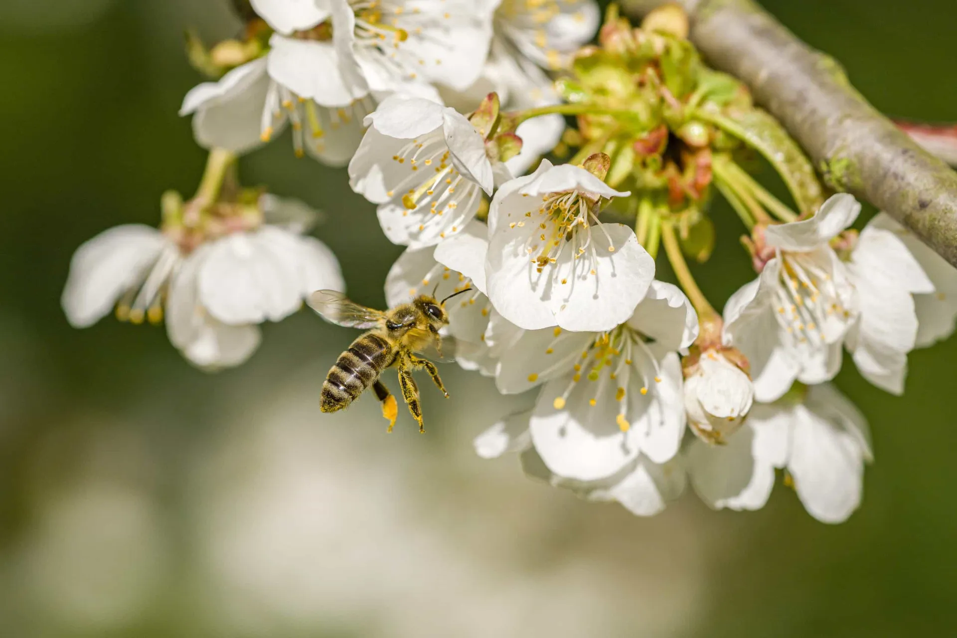 Uma abelha coletando pólen de uma flor, um processo vital para o ecossistema.