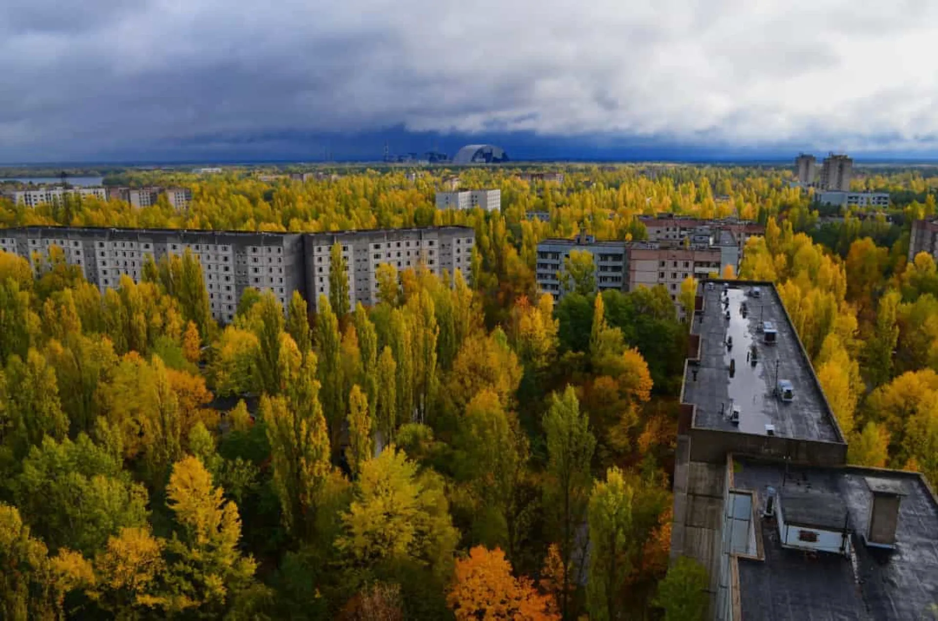 Silhueta de pássaros voando contra um céu nublado sobre a floresta de Chernobyl.