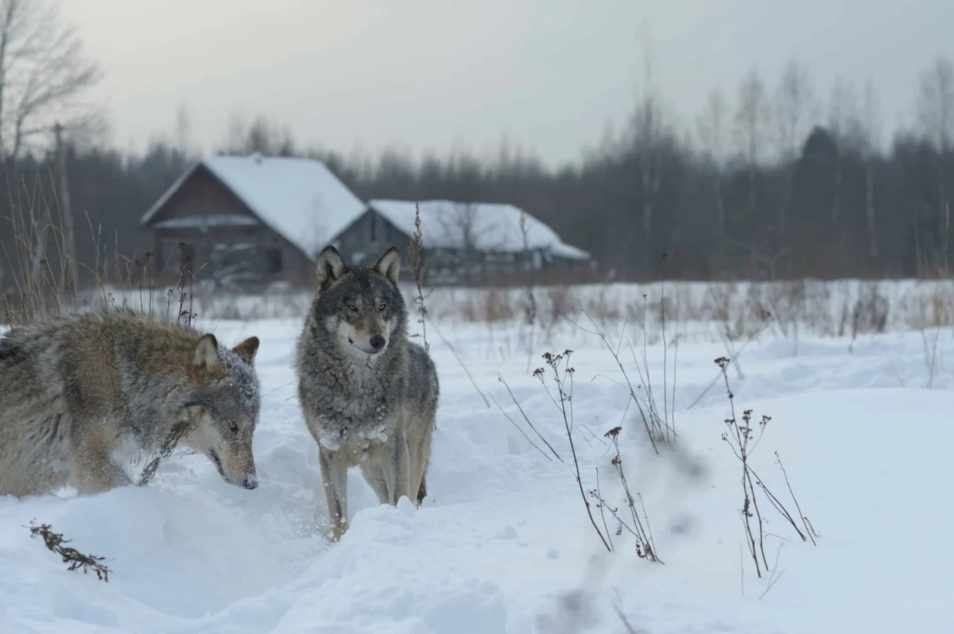 Dois lobos caminhando juntos na neve, em Chernobyl.