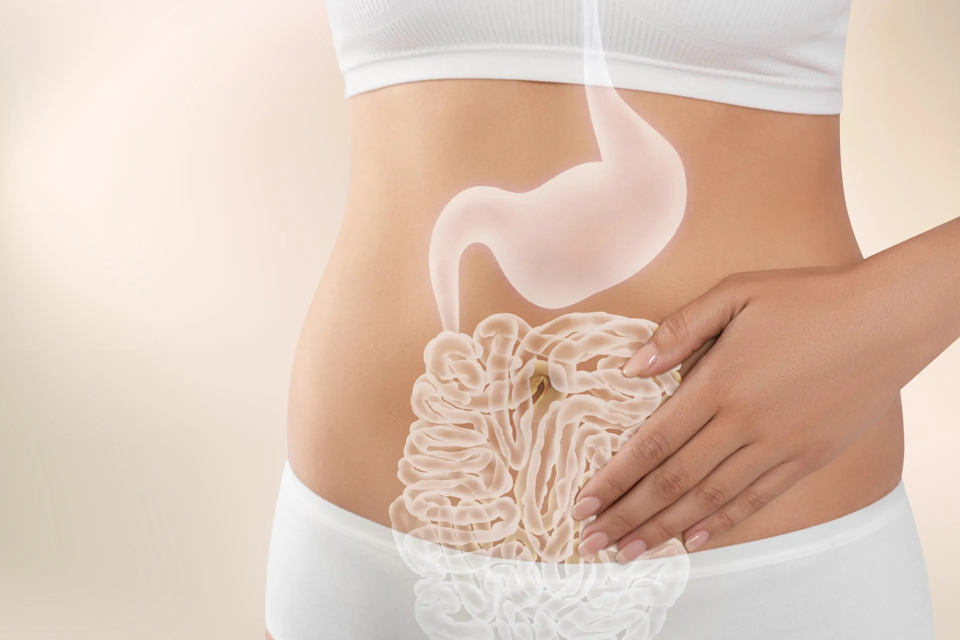 Close-up de uma ilustração do estômago e dos intestinos.