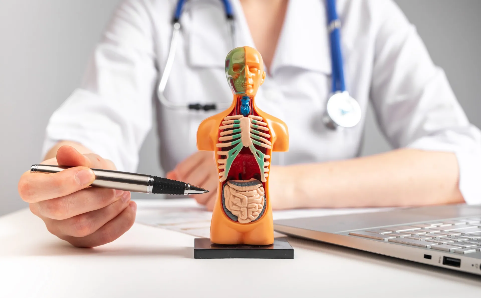 Ilustração do sistema digestivo mostrando o caminho do esôfago ao intestino.