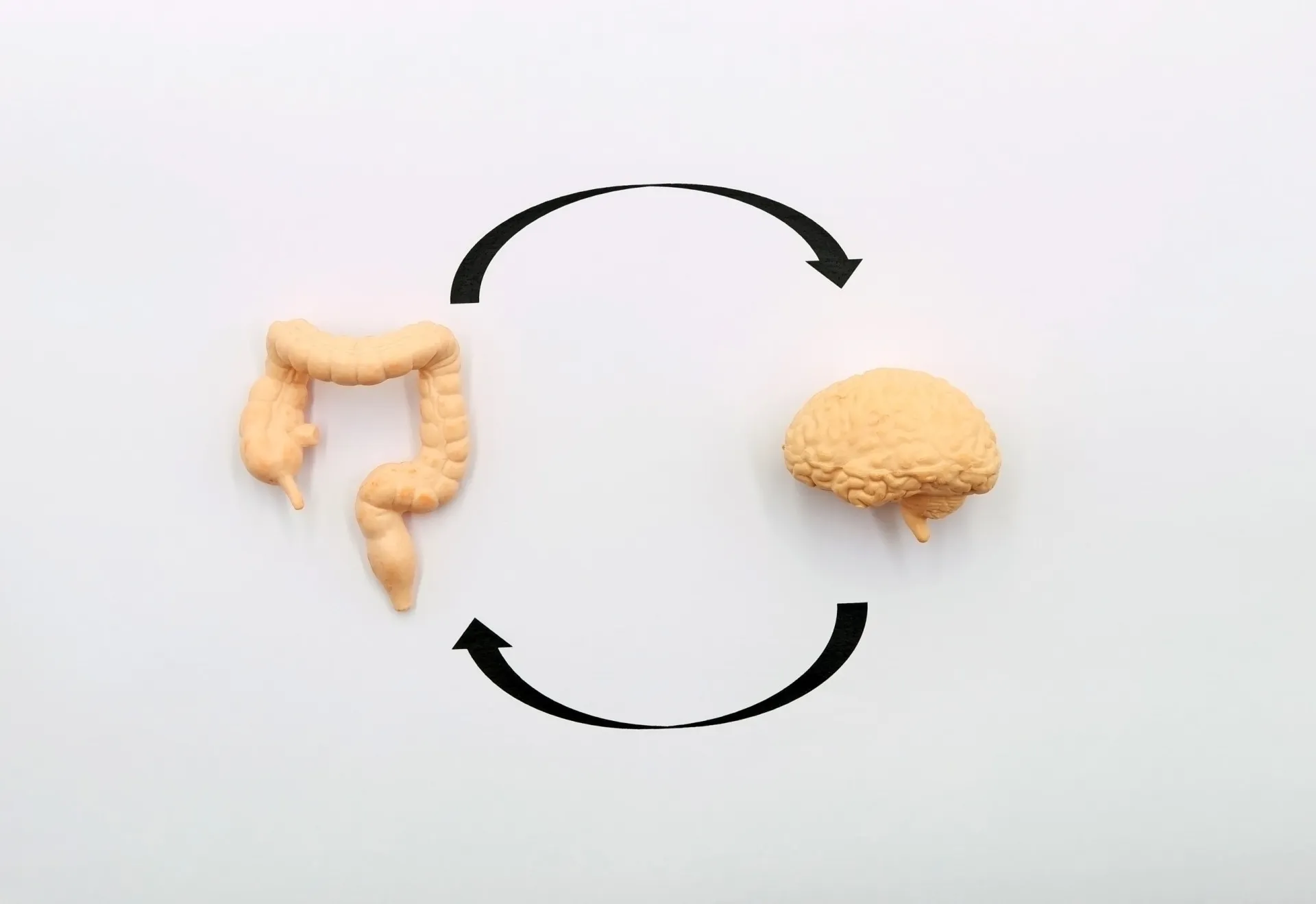 Ilustração mostrando a conexão neural e hormonal entre o intestino e o cérebro.