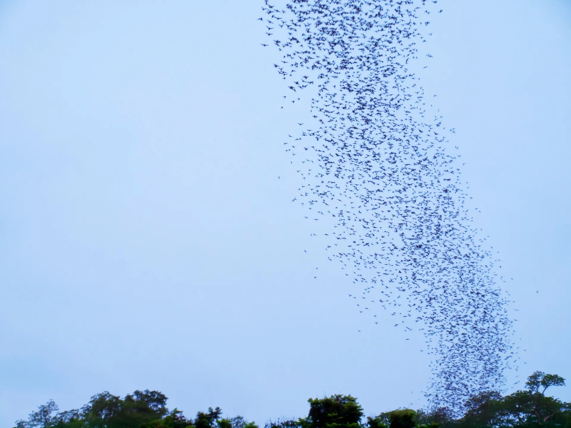Uma mosca pousada em uma superfície, simbolizando a quarta praga.