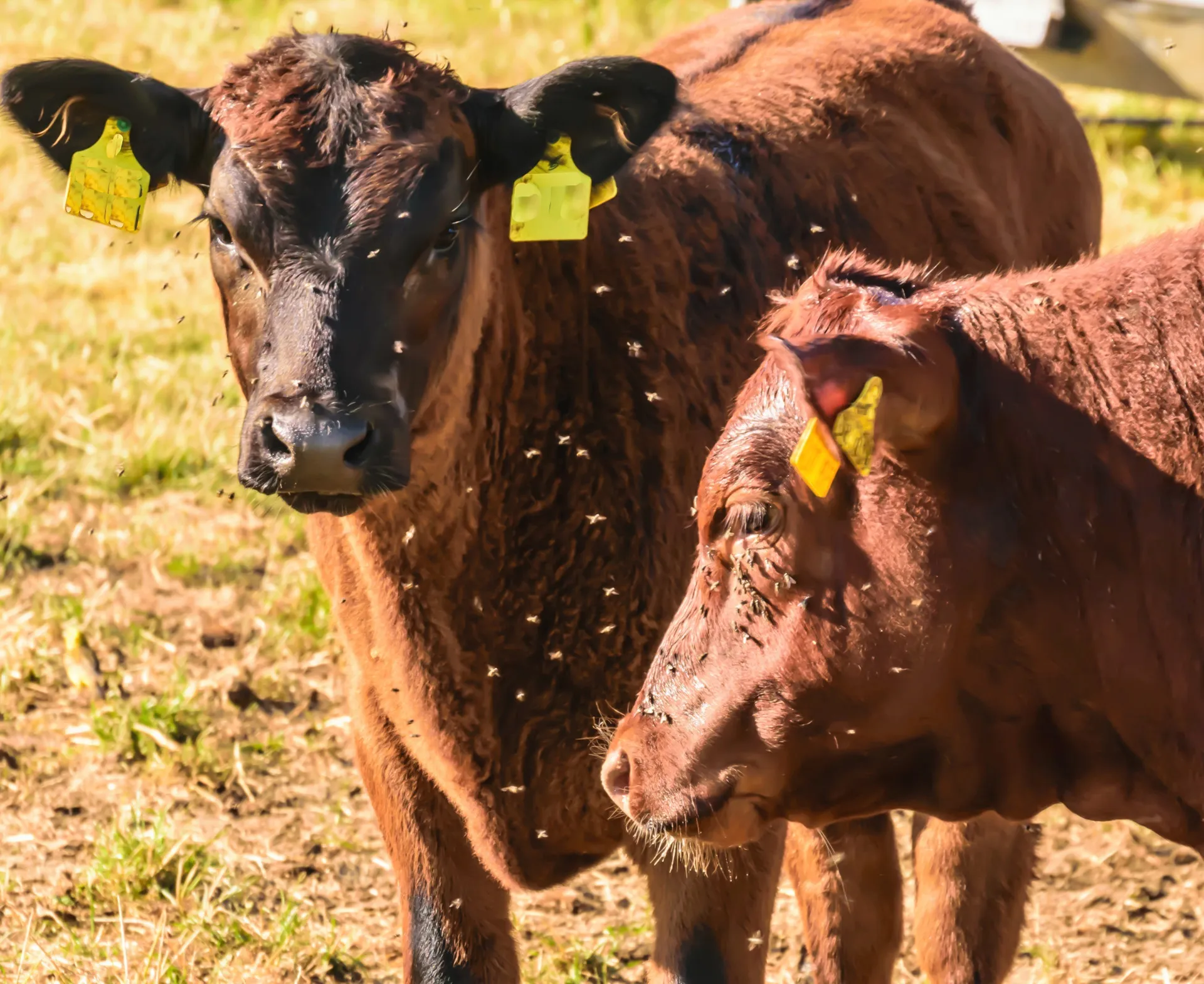 Close de uma mosca-de-estábulo, conhecida por picar animais e transmitir doenças.