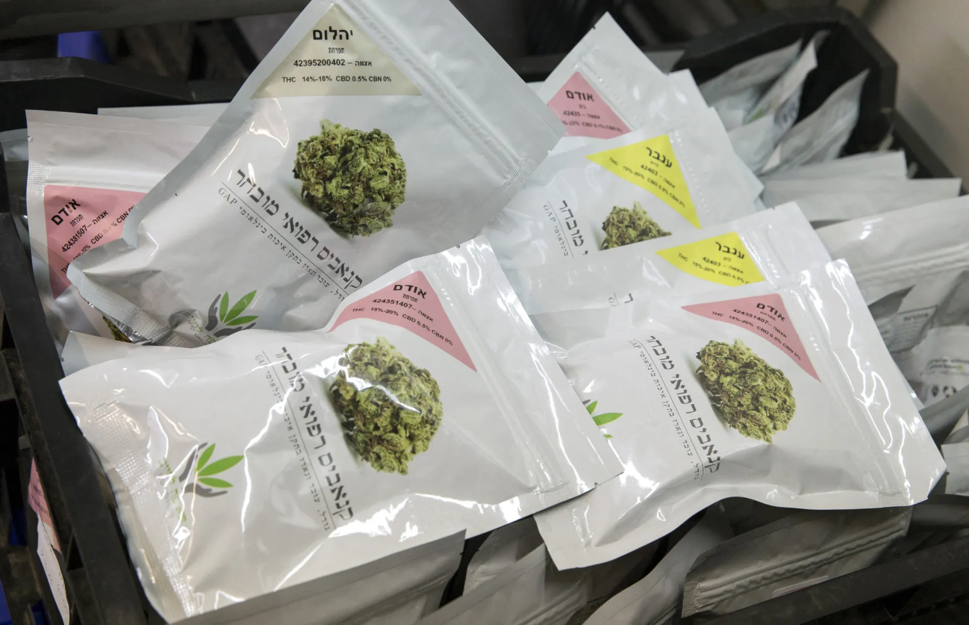 Uma mão segurando um ramo de maconha, com um fundo de símbolos judaicos, ilustrando o debate sobre ser kosher.