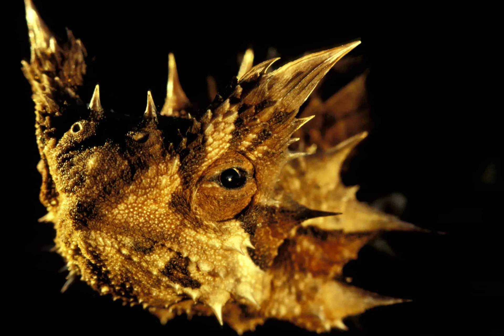 O diabo-espinhoso, um lagarto australiano de aparência intimidadora, mas completamente inofensivo.