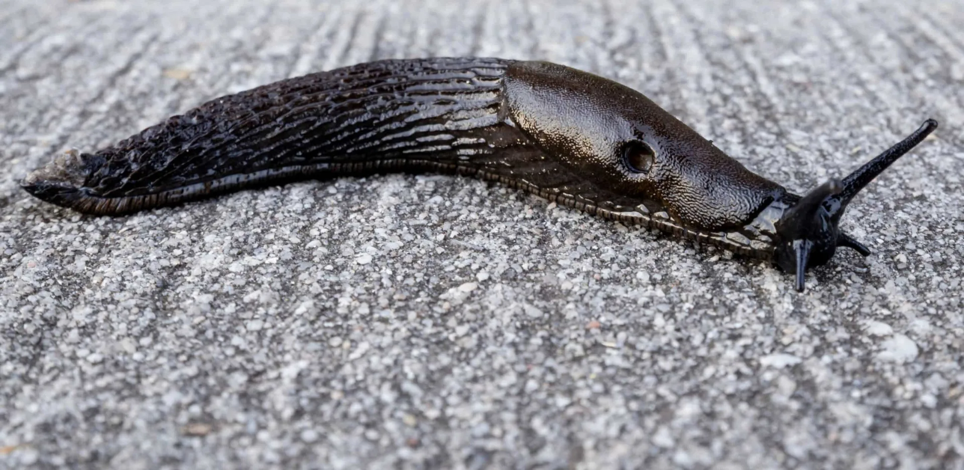 Uma lesma negra rastejando, um animal considerado um sinal de má sorte e carma ruim.