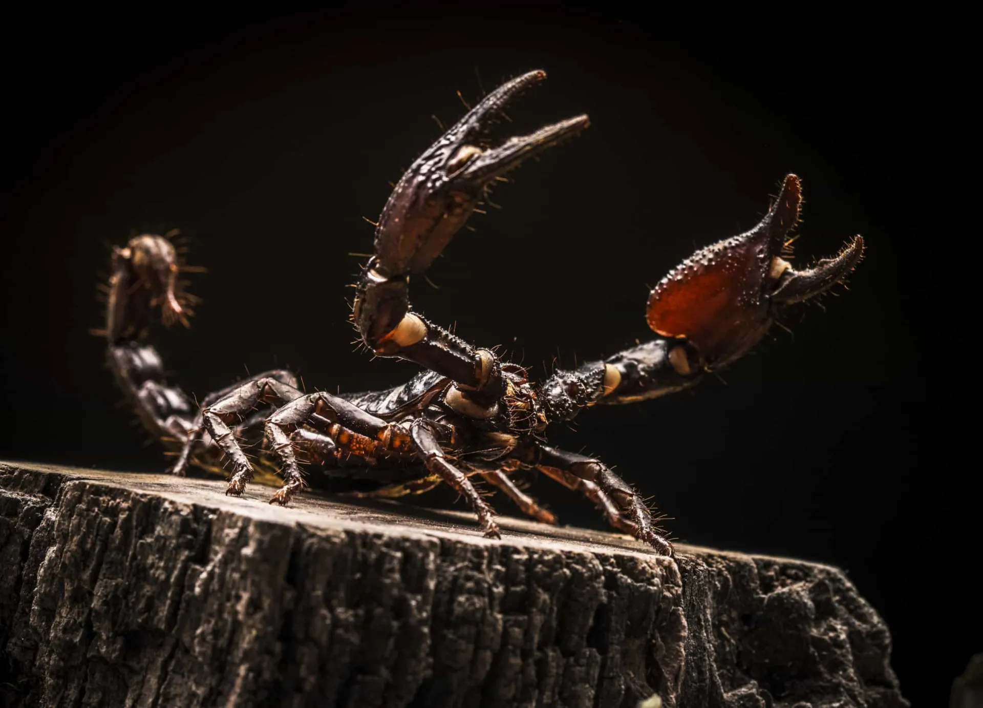 Um escorpião com sua cauda levantada, pronto para atacar, uma imagem que inspira medo.
