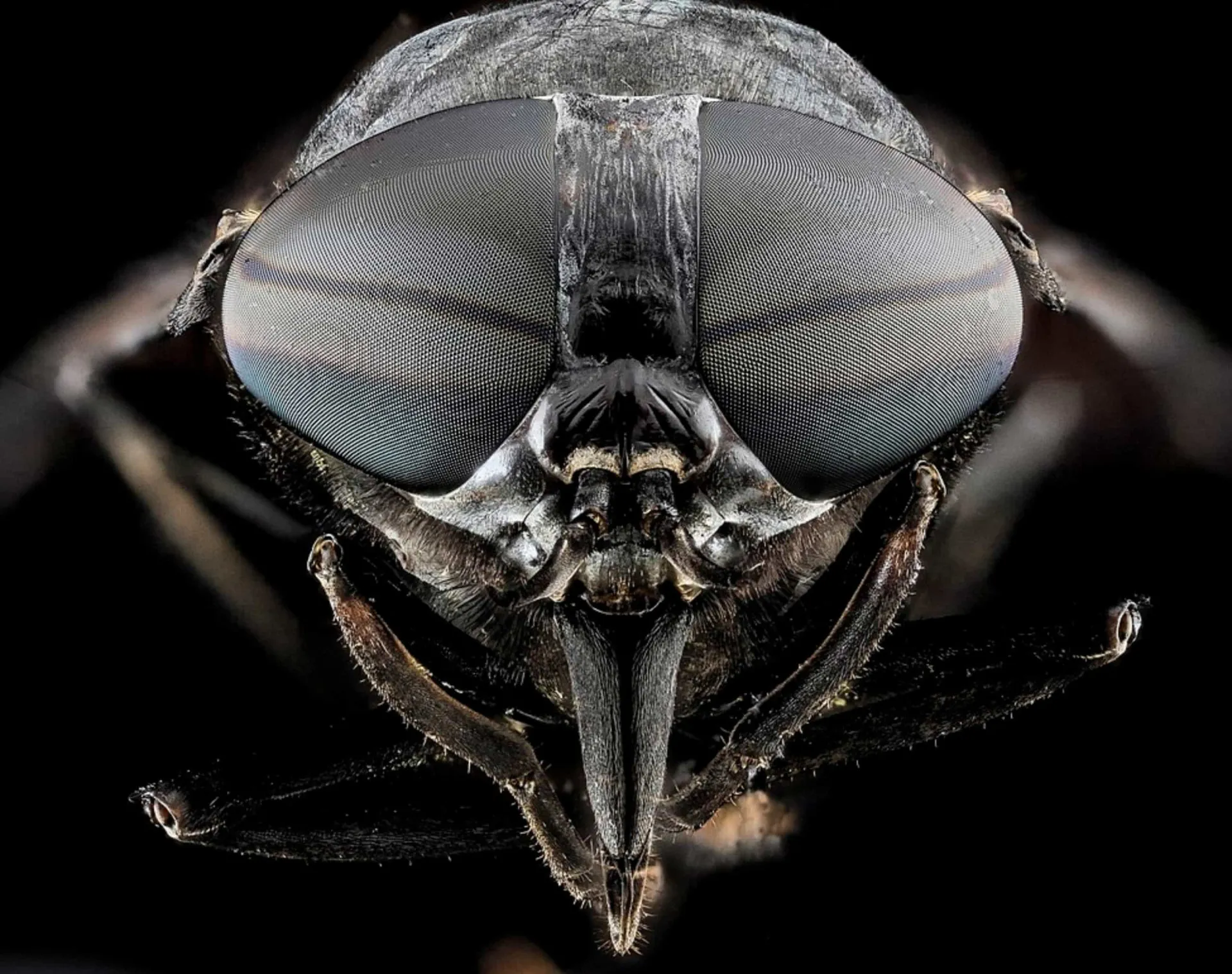 Uma mosca em close-up, inseto que na Bíblia representa tudo o que é ruim.
