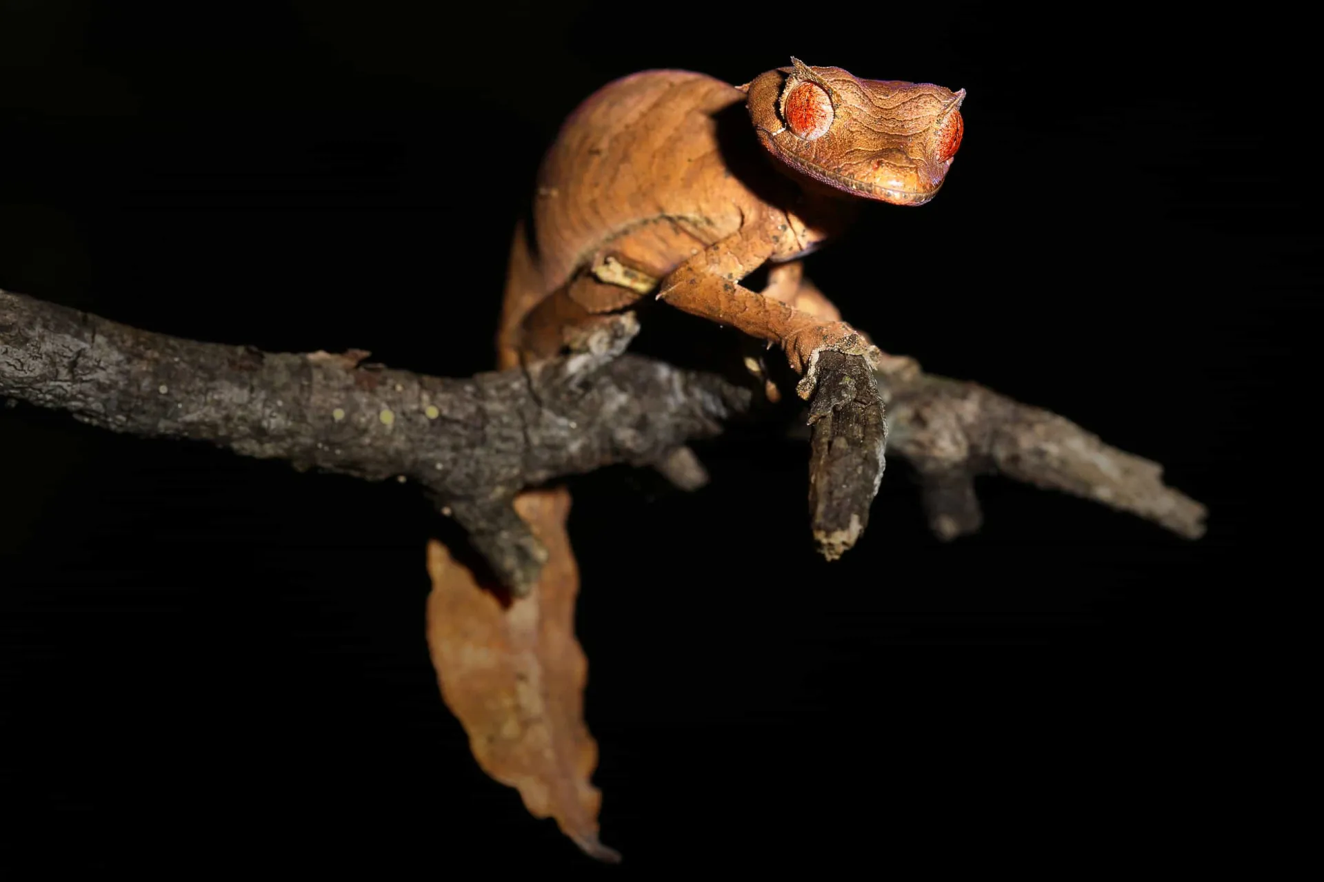 A lagartixa-satânica-cauda-de-folha, um mestre da camuflagem com um nome assustador.