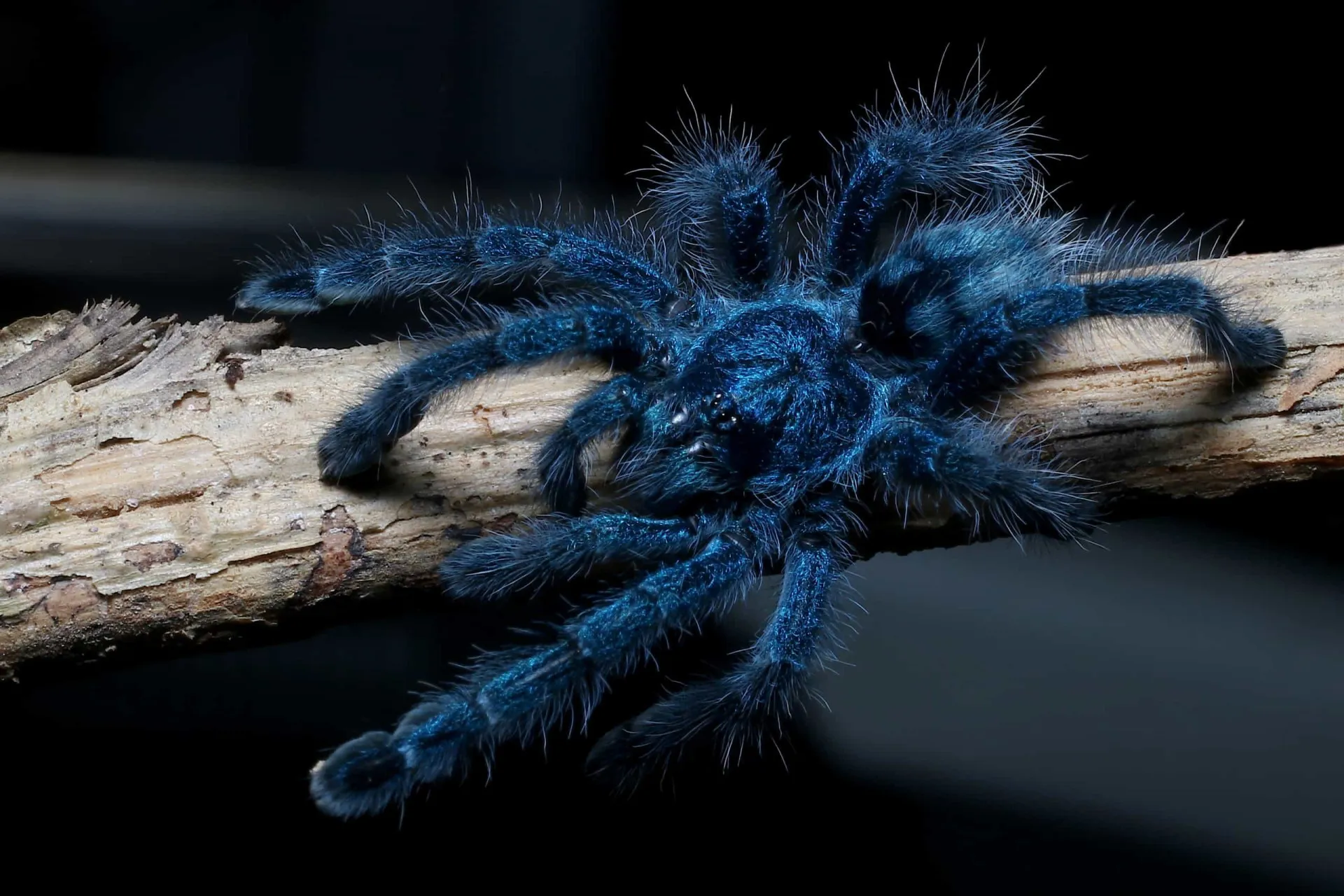 Uma aranha tecendo sua teia, uma imagem que para muitos representa o mal e a escuridão.