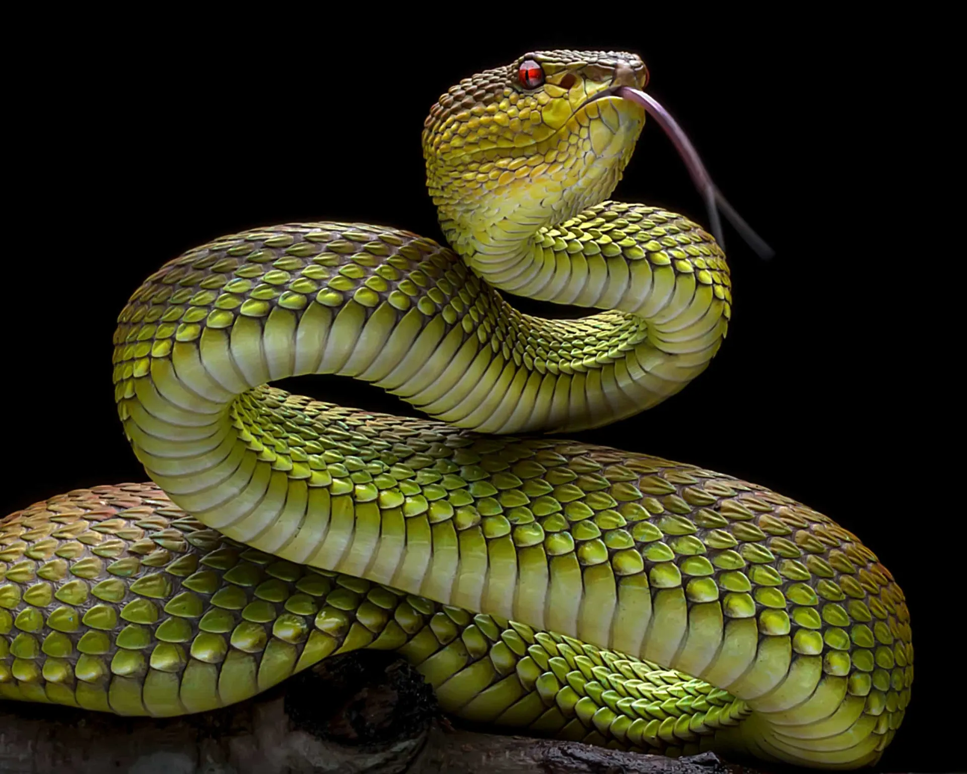 Uma cobra verde deslizando por um galho, evocando a imagem da serpente no Jardim do Éden.