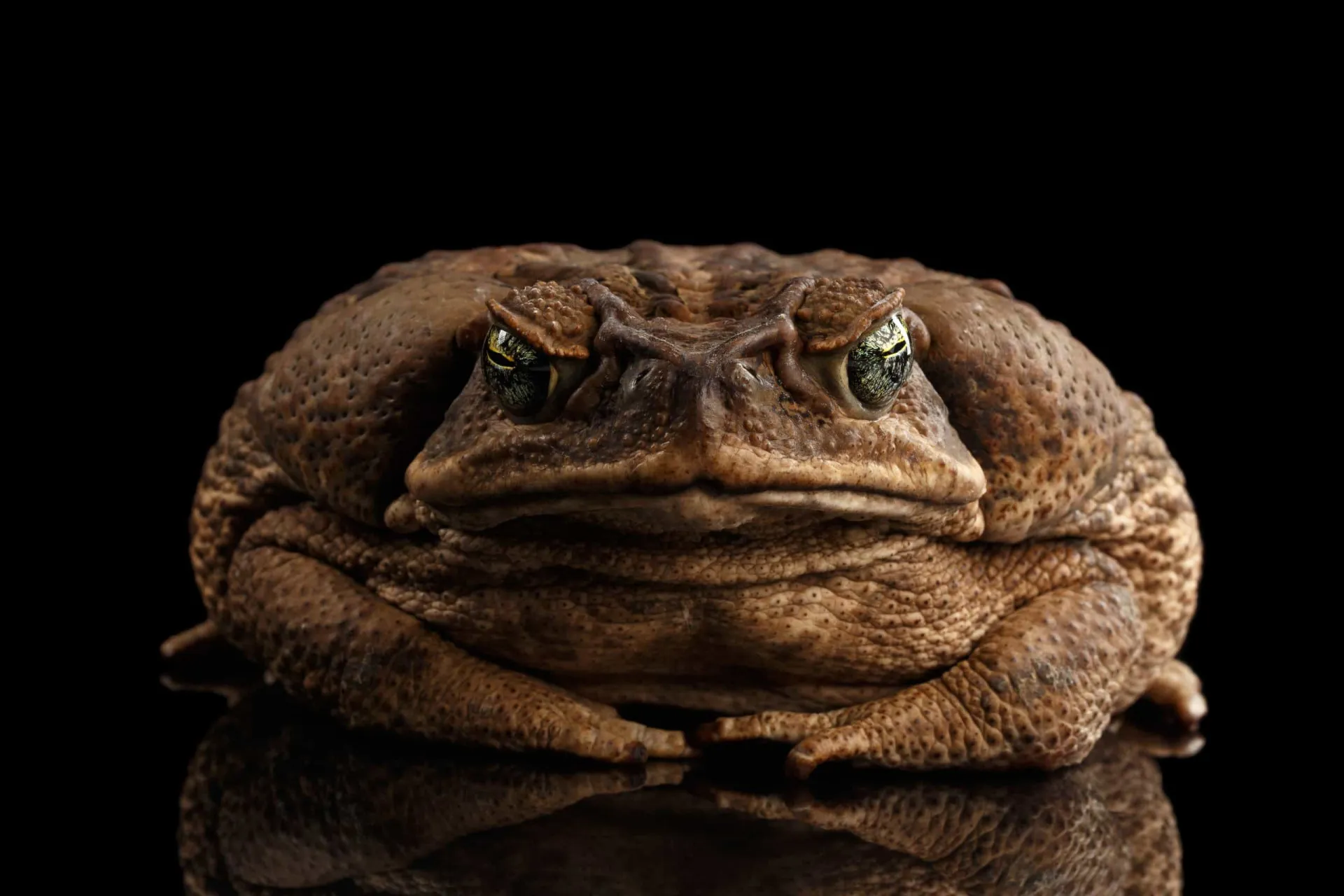 Um sapo com pele verrucosa, criatura que na Idade Média era vista como discípulo do diabo.