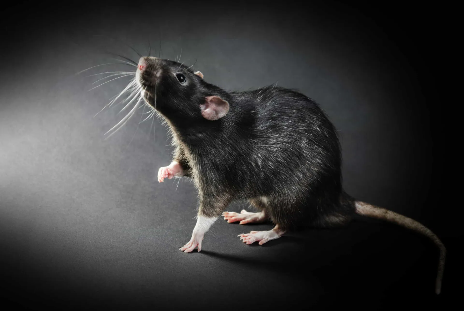 Um rato em um ambiente escuro, cuja reputação está ligada à peste e à impureza.