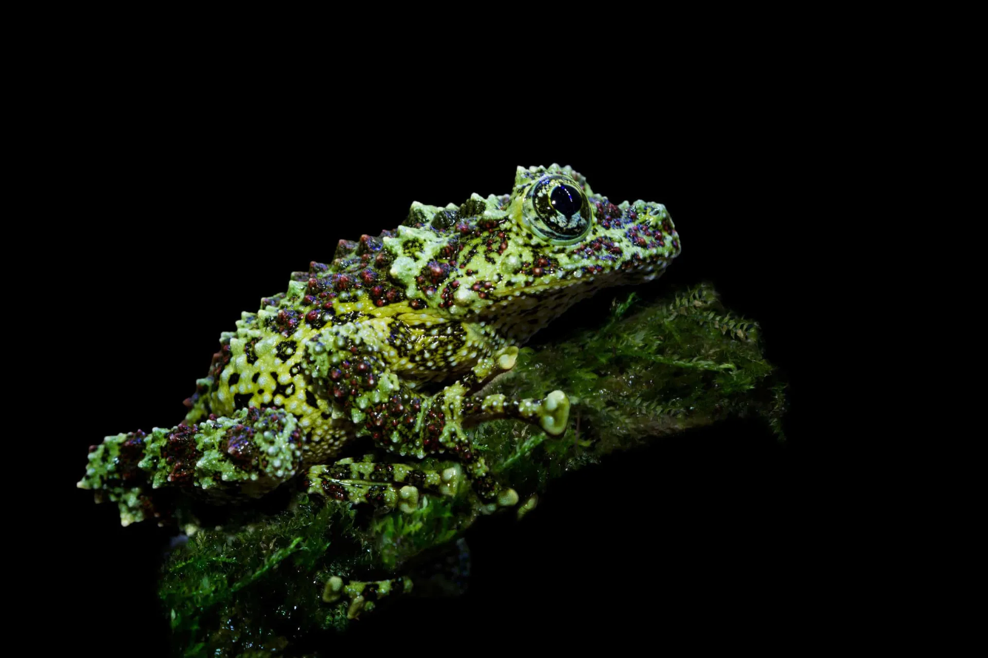 Uma rã verde, que assim como o sapo, foi associada a rituais de magia negra e demônios.