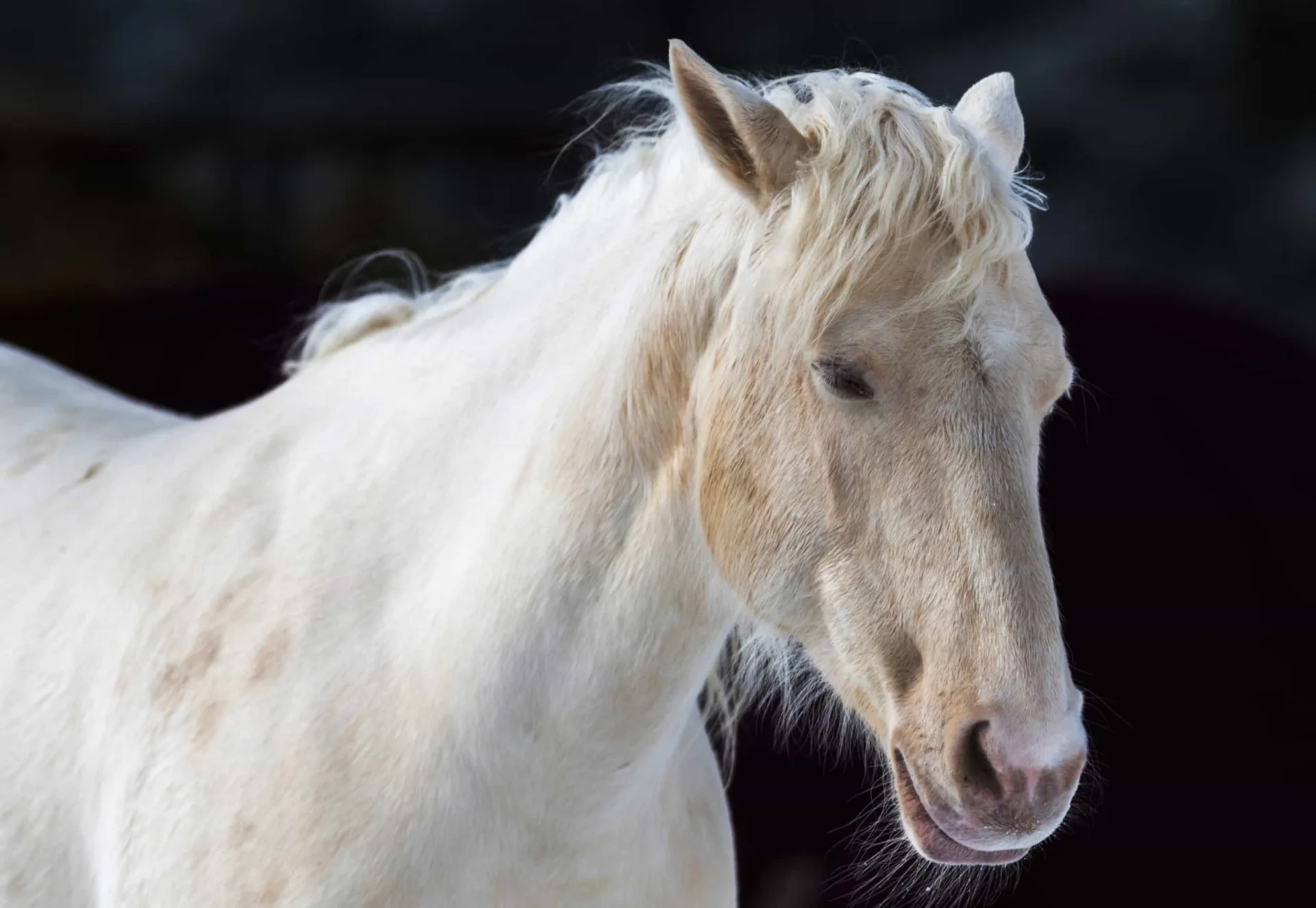 Um cavalo branco em meio à névoa, representando o Cavalo Pálido da Morte no Apocalipse.