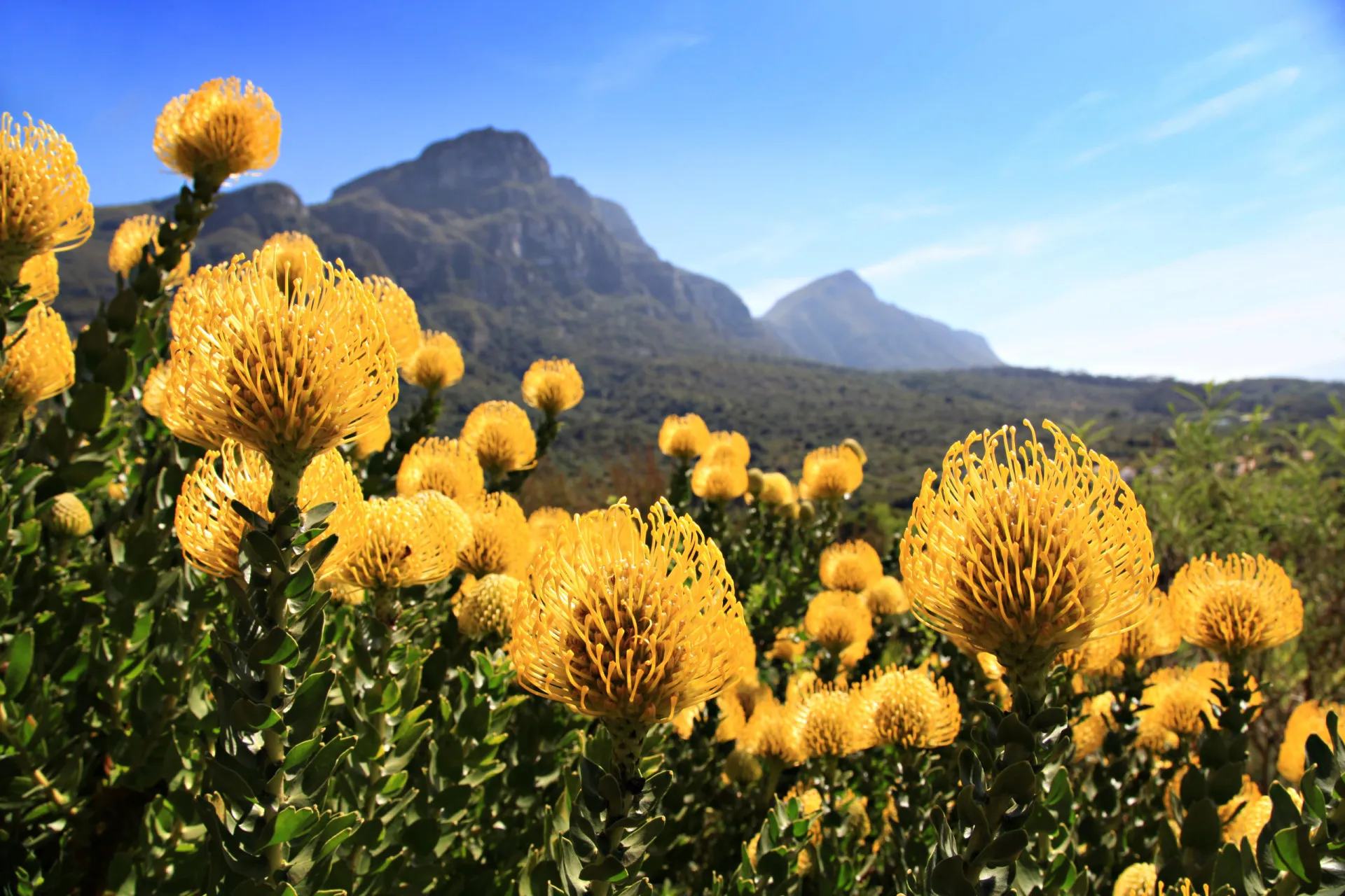 Flores Fynbos coloridas crescendo na Table Mountain, uma vegetação única da região.