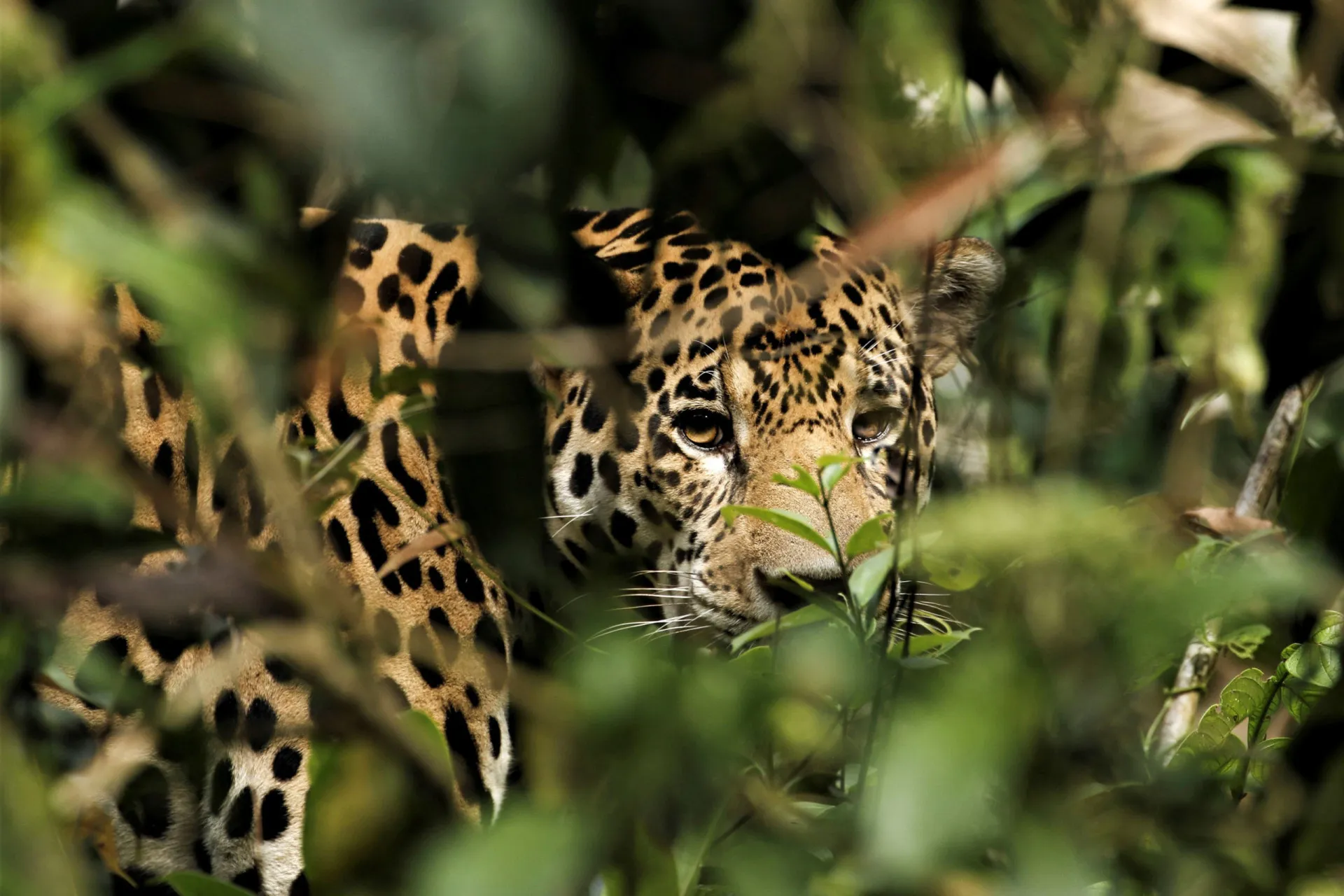 Onça-pintada, um dos animais icônicos da fauna amazônica, em seu habitat natural.
