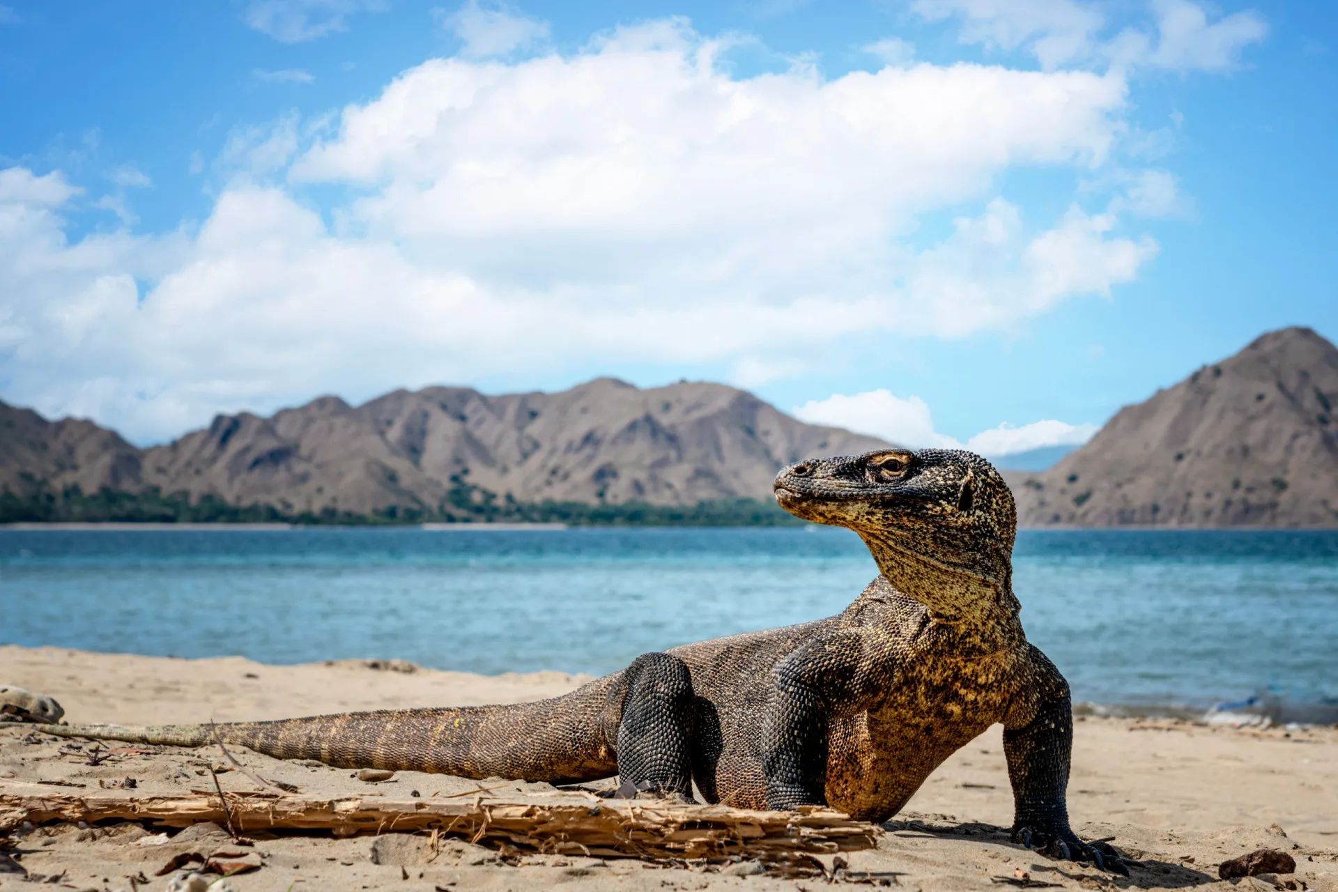 Um dragão de Komodo caminhando em seu habitat natural na ilha.