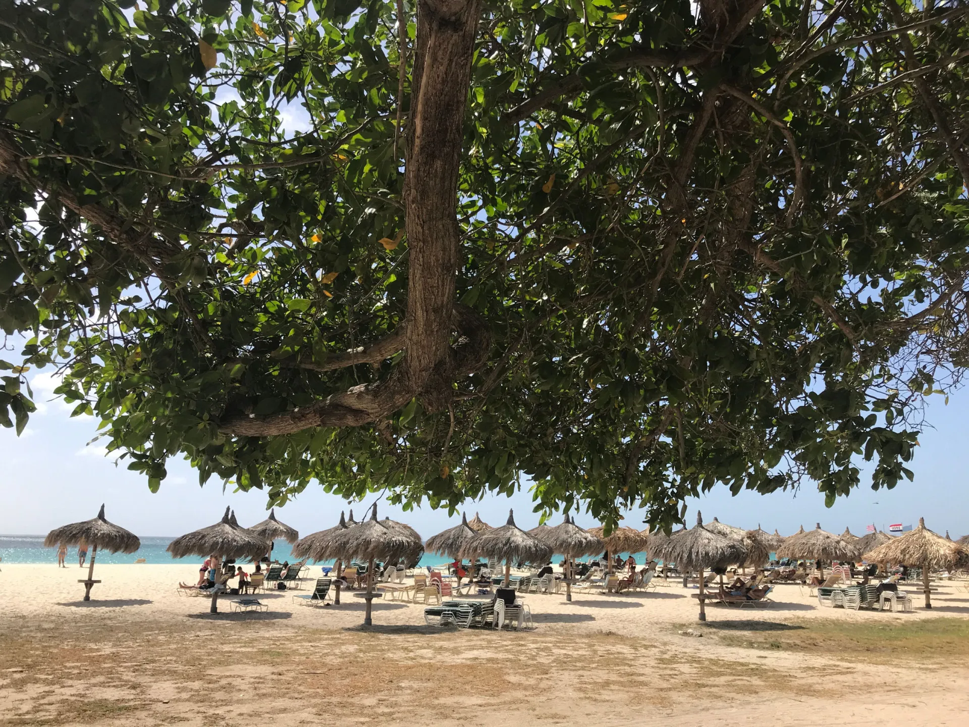 Árvore Divi Divi icônica em Eagle Beach, Aruba, durante o pôr do sol.