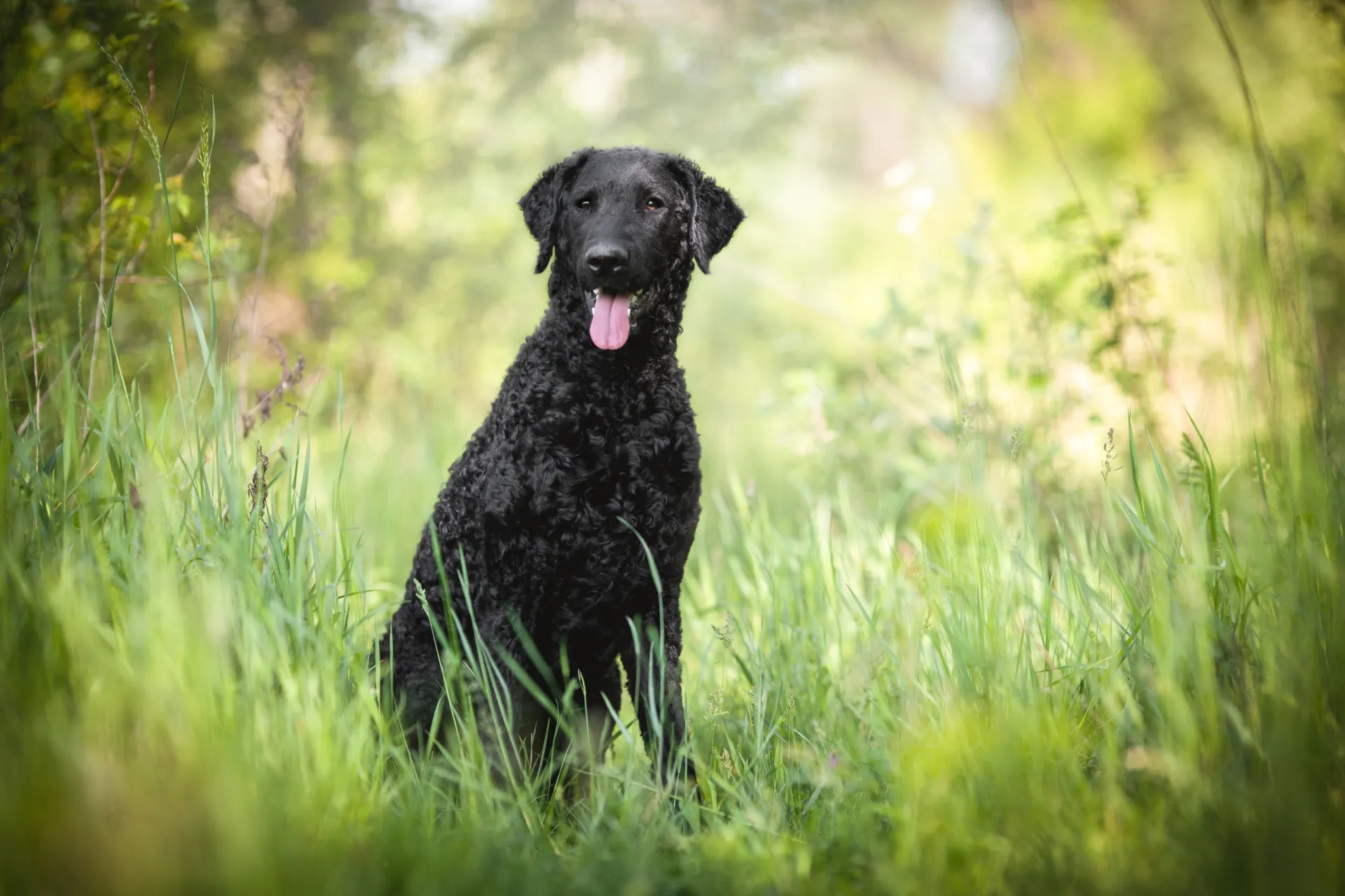 Um Curly Coated Retriever preto, molhado após um mergulho, mostrando sua pelagem cacheada.