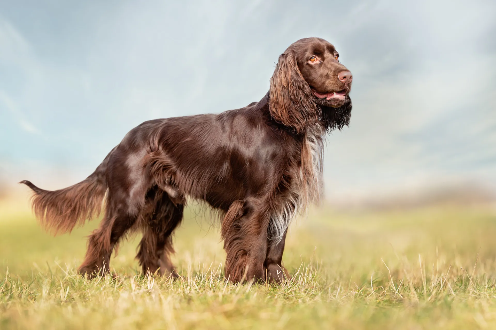 Um Field Spaniel preto, de corpo longo e orelhas caídas, olhando com doçura.