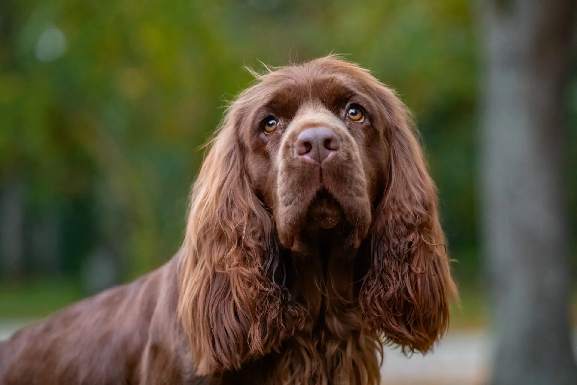 Um Sussex Spaniel de pelagem dourada e corpo baixo, andando na grama.
