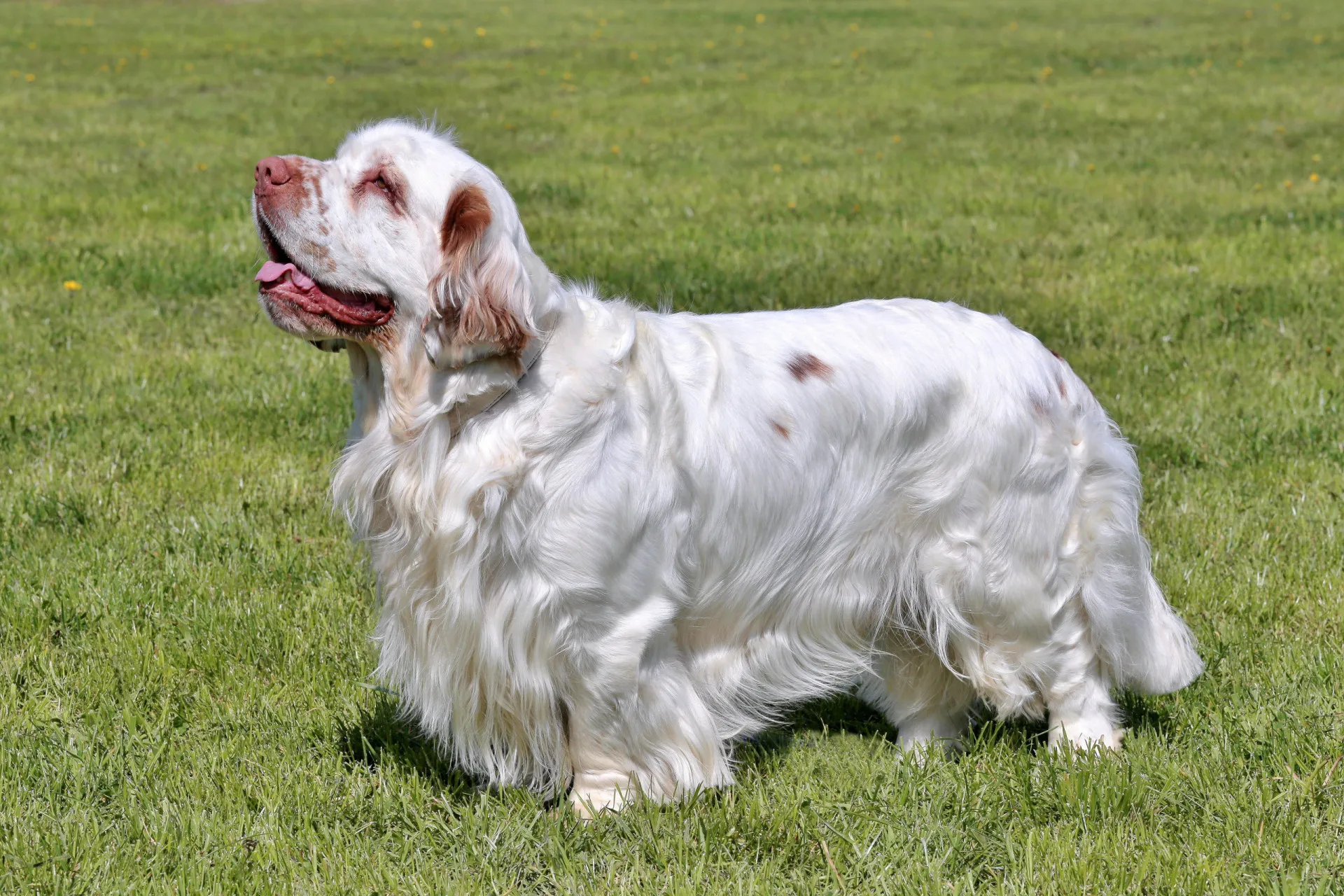 Um Clumber Spaniel branco e robusto, com manchas alaranjadas, deitado no chão.