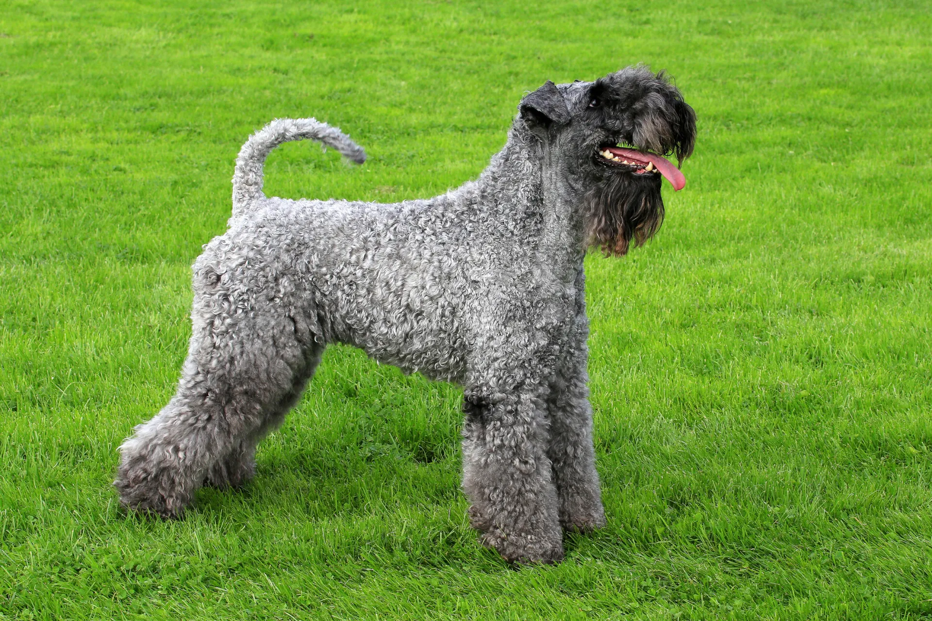 Um Kerry Blue Terrier com sua pelagem azul-acinzentada e barba pronunciada.