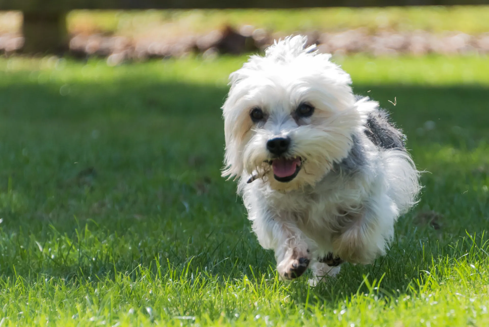 Um Dandie Dinmont Terrier com seu topete característico, deitado em um ambiente interno.