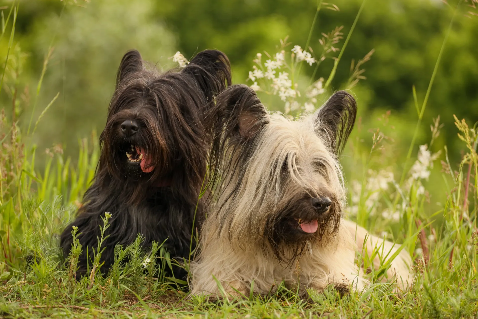 Um Skye Terrier com sua longa franja cobrindo os olhos, em um fundo neutro.