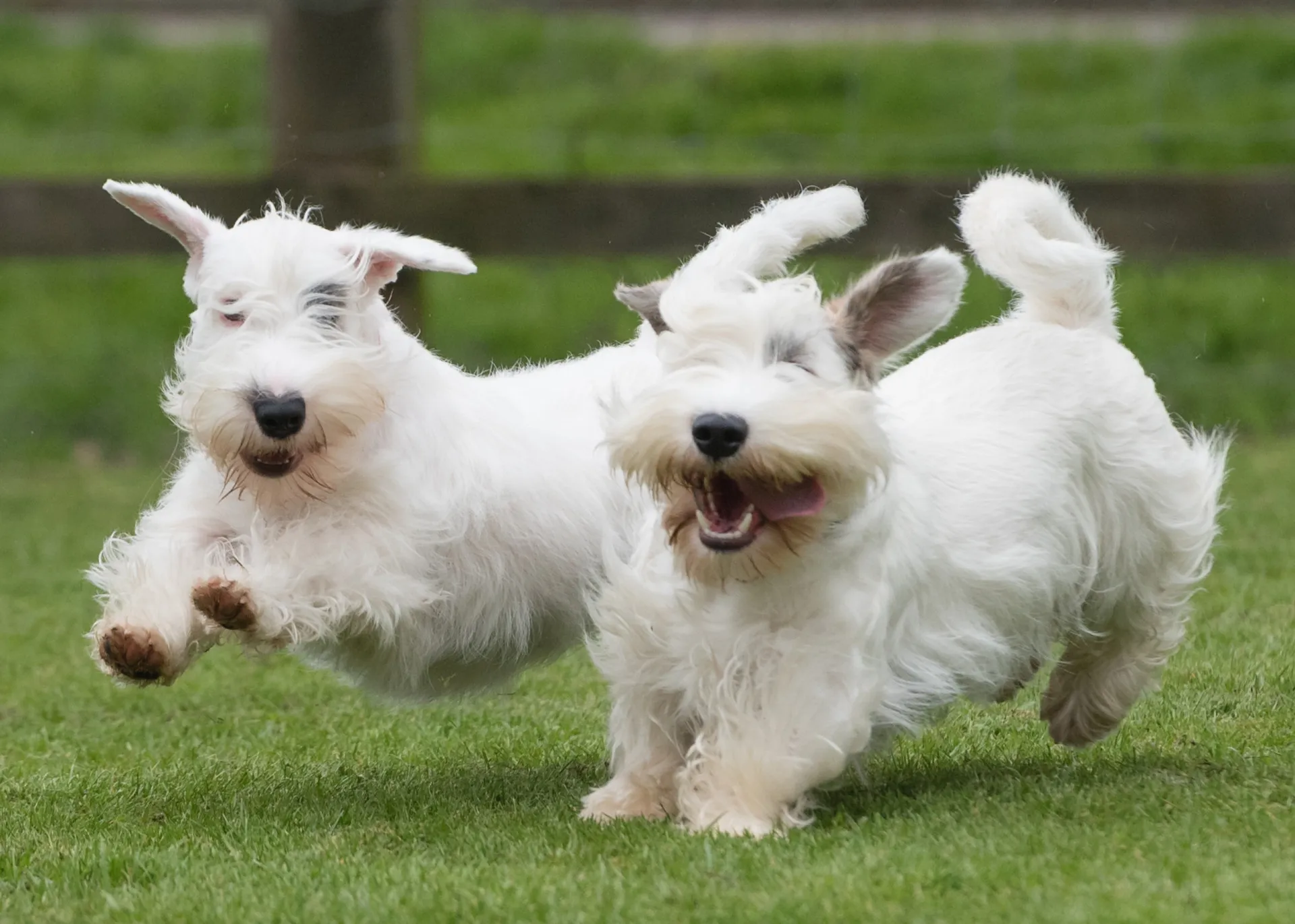 Um Sealyham Terrier branco e peludo, posando com um olhar curioso.