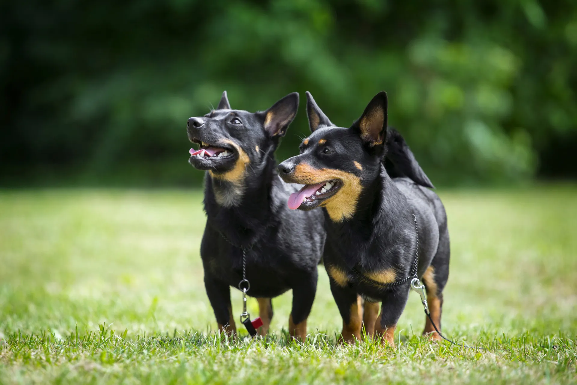 Um pequeno Lancashire Heeler preto e castanho, de pernas curtas e orelhas em pé.